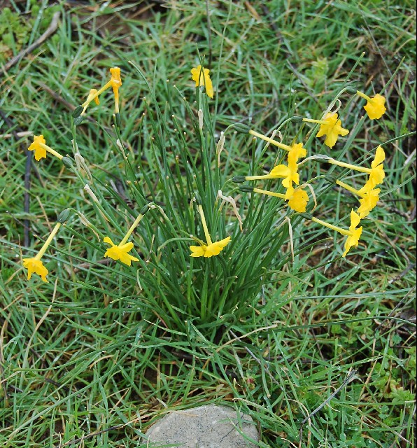 Narcissus assoanus v praelongus